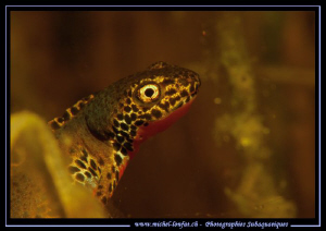 Beautiful encounter with this Alpine newt... Que du bonhe... by Michel Lonfat 